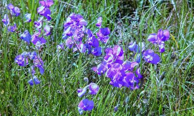 Spiky blue devils and chocolate lilies: Victorian grassland bursts with wildflowers after ecological ‘reset’