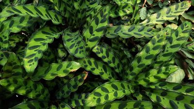 How to grow a rattlesnake plant – 6 essential, expert-recommended steps for indoor care