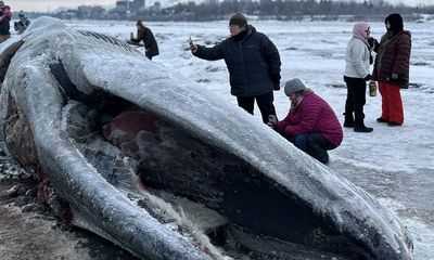 Stranded fin whale becomes ‘icy monument’ outside Anchorage