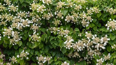 How and when to prune climbing hydrangeas – for healthy flowering vines that will bloom better than ever next year