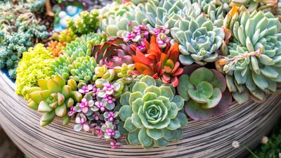 How to Make a Succulent Potting Mix — An Easy DIY for Healthy and Bright Plants