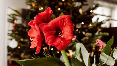 Adoring Amaryllis — How to Store Its Bulbs During Dormancy for Beautiful Flowers Next Year