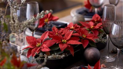 How to care for poinsettias: expert advice for these festive favourites