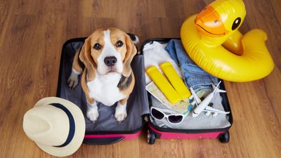 Every reason you didn't know you needed to take your pet on vacation with you