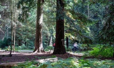 All scenery and no sweat: an e-biking adventure in the New Forest