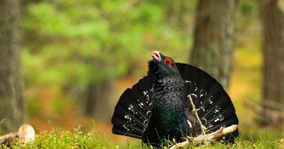 Iconic species in Scotland under threat from breeding of game birds