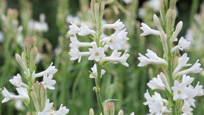 How to grow tuberose – for clusters of sweetly scented blooms right through the summer season