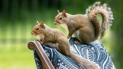 How to keep squirrels out of your shed — 5 expert tips for winter