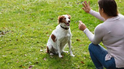 Looking to improve your dog's recall? You need this trainer's simple tip