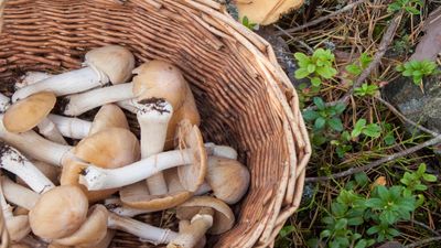 Foraging mistakes to avoid – essential, expert advice for safe wild harvests