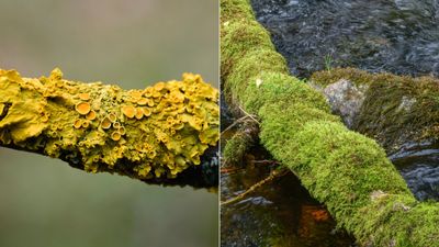 Lichen vs moss – what's the difference?