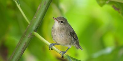 ‘Divorce’ in songbirds: extreme weather pushes couples past breaking point