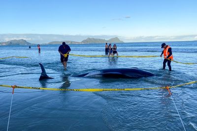 New Zealand locals help rescue more than 30 whales stranded on beach