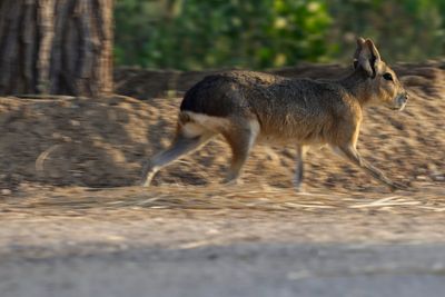 A mystery rodent is thriving in dunes around Dubai and nobody knows how it got there