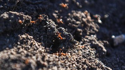 'Emergency measures' needed to suppress fire ant sting