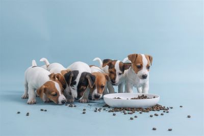 General Mills Bets $1.45B on Pet Food: Growth or Risk?