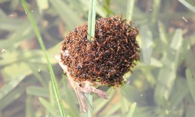 Fire ant rafts could float down Queensland river after recent heavy rains, expert warns