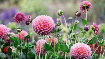 When to Lift Dahlias — 3 Simple Steps a Pro-Gardener Says You Need to Take to Protect These Flowers