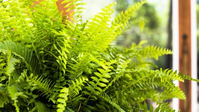 Can you grow Boston ferns outdoors? Experts share how to do it successfully