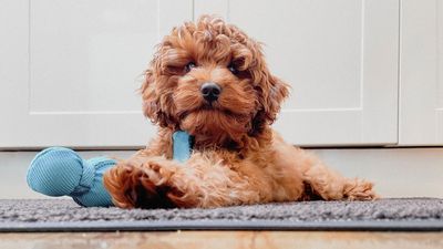 Vet shares three teething puppy tips (and number two is a total lifesaver!)