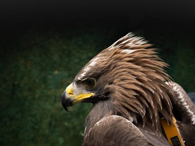 Report finds Sparky the golden eagle died after hitting wind turbine