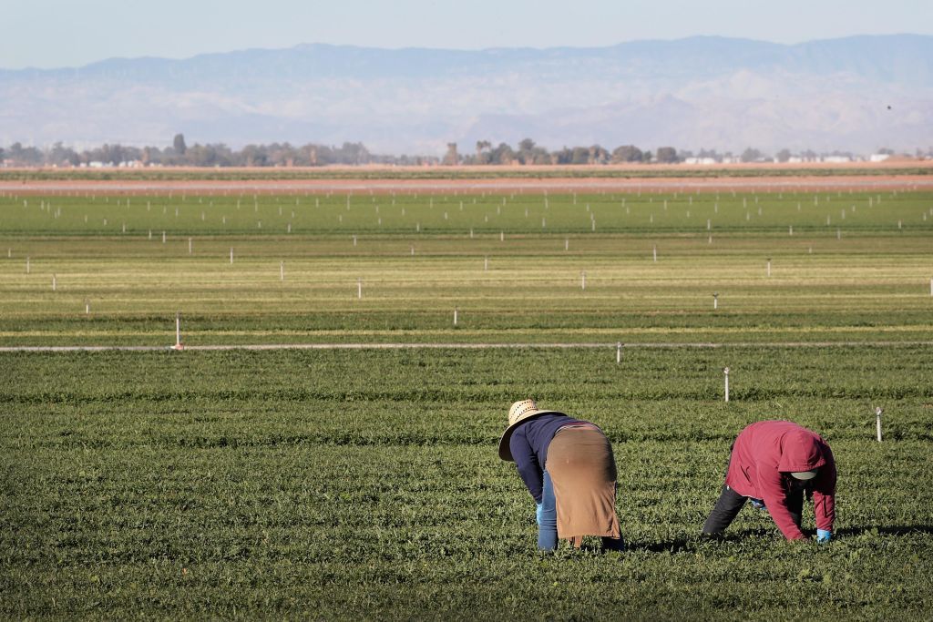 Trump's Mass Deportation Plan Could Keep Food Off…