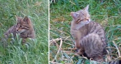 Wildcat kitten spotted in new footage as population thrives