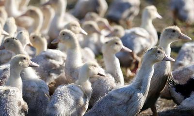 California child becomes first minor reported with case of bird flu