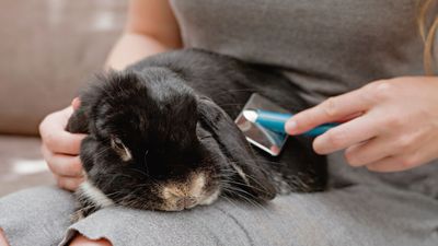 Why is my rabbit shedding so much and how do I deal with all the fur?