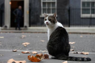 New Downing Street cat Prince being kept apart from No 10’s chief mouser Larry, Keir Starmer reveals