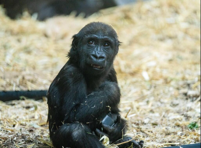 Baby gorilla killed by zookeeper’s error: ‘Terrible tragedy’