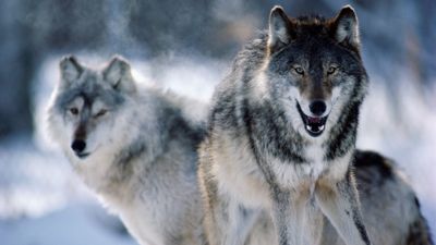 Gray wolves spotted in California National Park for first time in 100 years – here's everything hikers need to know