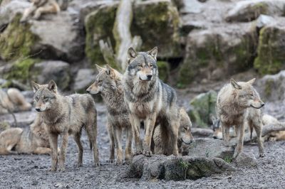 Deadly predator spotted in California national park for first time in century