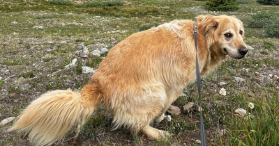 39 Hilariously “Beautiful” Images Of Dogs Pooping In The Most Breathtaking Locations