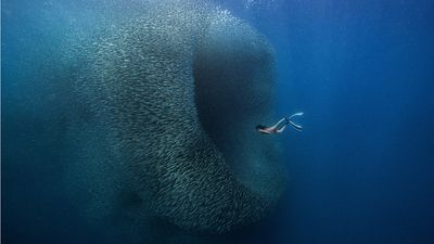 Breathtaking photo of swirling sardines nets $5,000 prize in ViewSonic ColorPro Awards