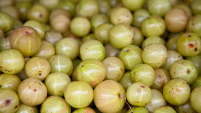 Decoding amla: Nutrients present in Indian gooseberry that makes it a superfood