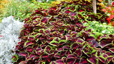 How to grow coleus – for an unusual plant with dramatic foliage