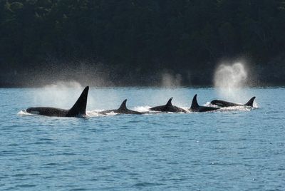 Killer whales have adapted special strategy to hunt world’s largest fish, scientists say