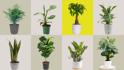 I Spotted a Few of My Favorite Houseplants on Sale — And I Can't Wait to Fill My Home With Epic Greenery