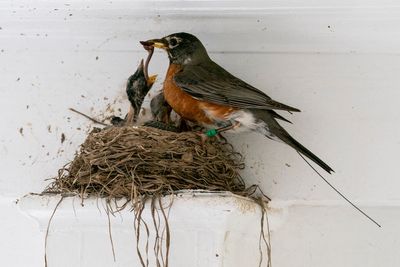 Views on garden insects are changing. Why many former 'pests' are now valued