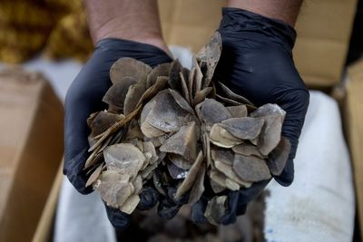 Indonesia seizes more than a ton of endangered pangolin scales said to be meant for Chinese clients