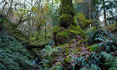 Welsh government urged to safeguard Celtic rainforests