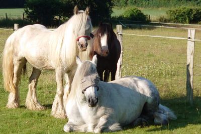 Police investigate theft of three horses from village paddock