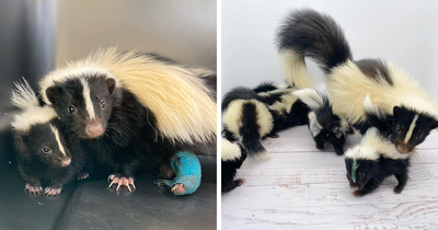 Injured Mama Skunk Ends Up Adopting An Orphan, The Next Day The Rescue Team Finds Her Babies