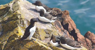 Seabird numbers plummeting in Scotland and wider UK, new report shows