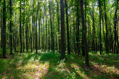 New guide to encourage ‘farming with trees’ details 33 best species to plant