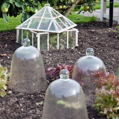 How to use a cloche in a garden to protect your plants over winter, according to experts