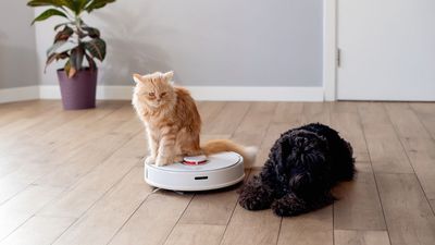 I’m in chronic pain and vacuuming was impossible till I got a robot vacuum – it’s seriously changed my life and the best gadget to invest in this Black Friday