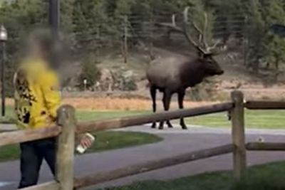 Colorado Man Caught on Camera Tossing His Coffee at Charging Elk for Preventing Him from Getting to Work