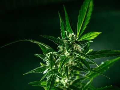 Berlin's Justice Senator Says Cannabis Law Benefits Mafia-Like Structures And It Should Be Repealed